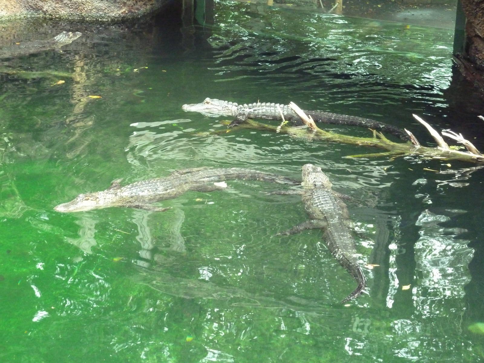 Alligator Cove