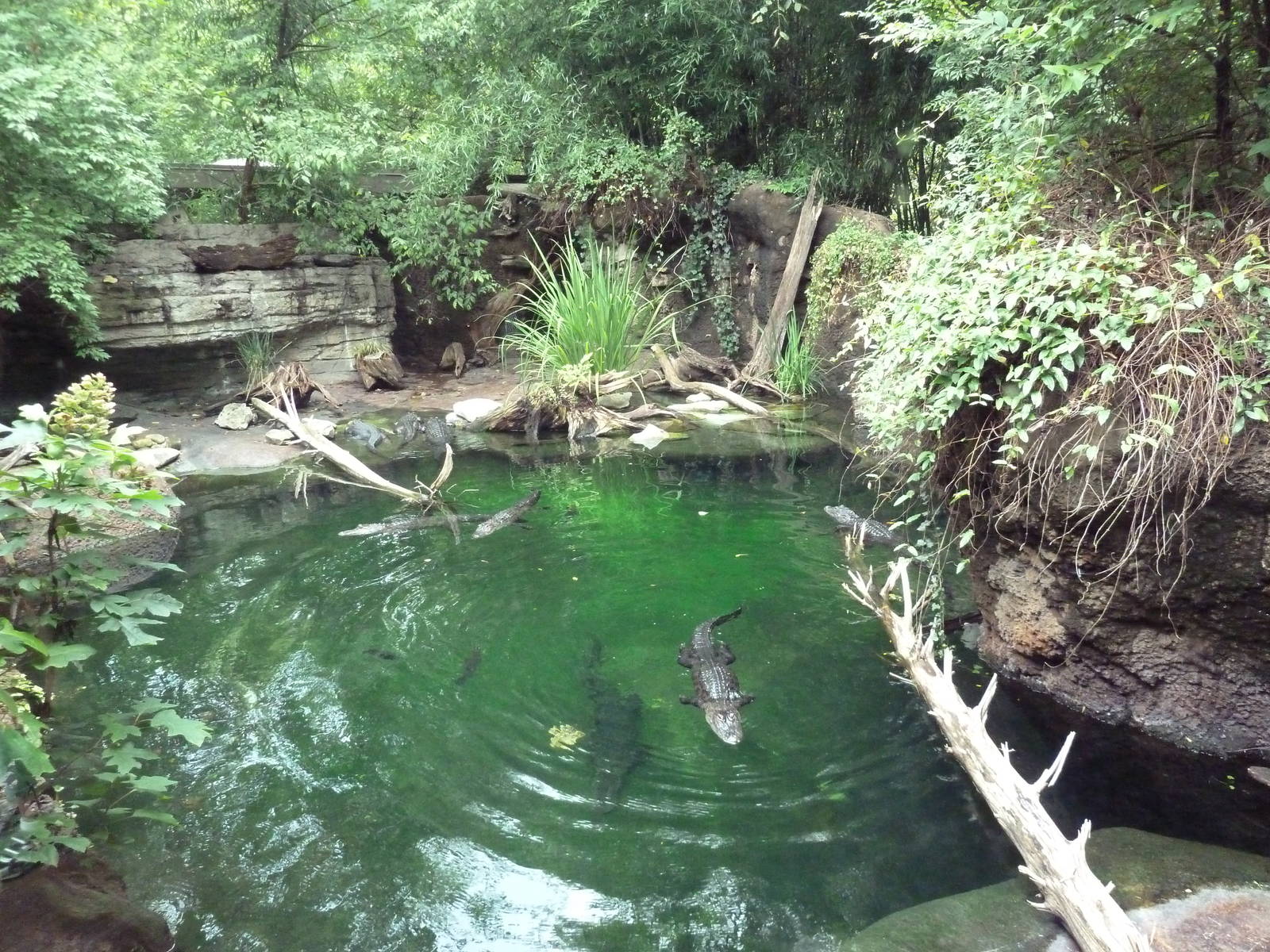Alligator Cove