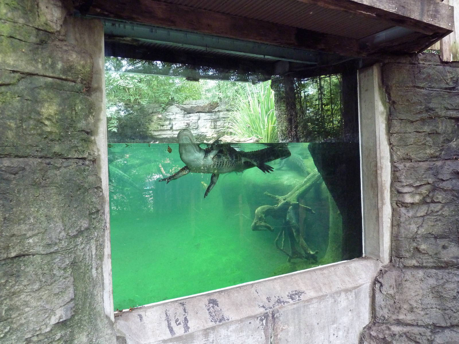 Alligator Cove