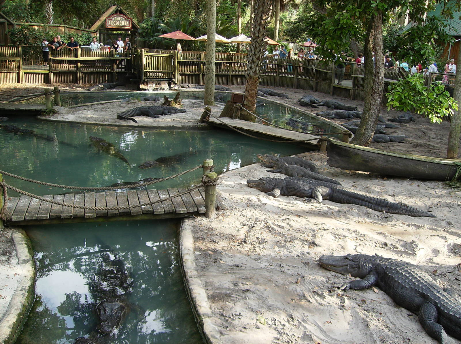 Alligator demo yard