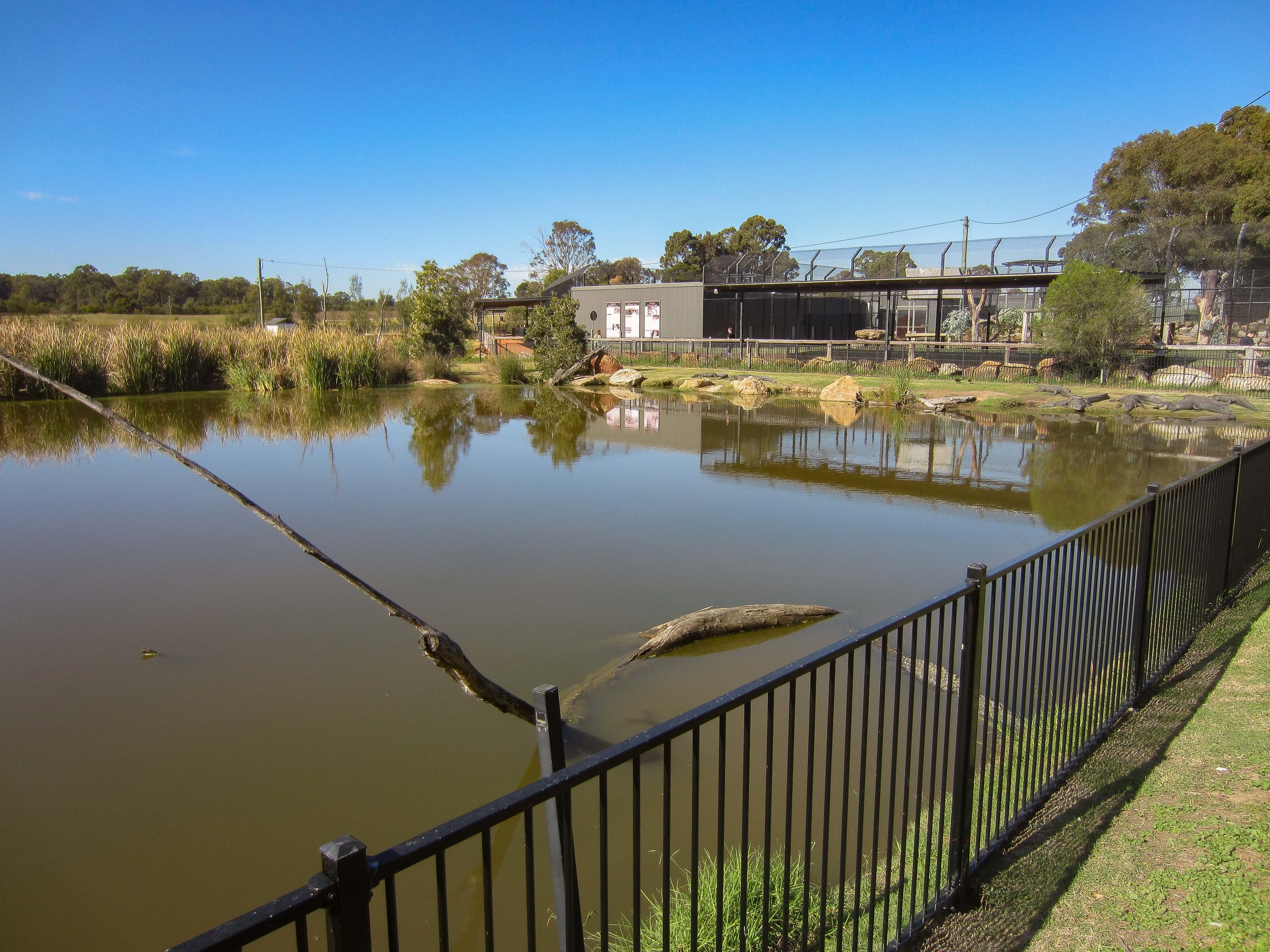 Alligator enclosure and pond