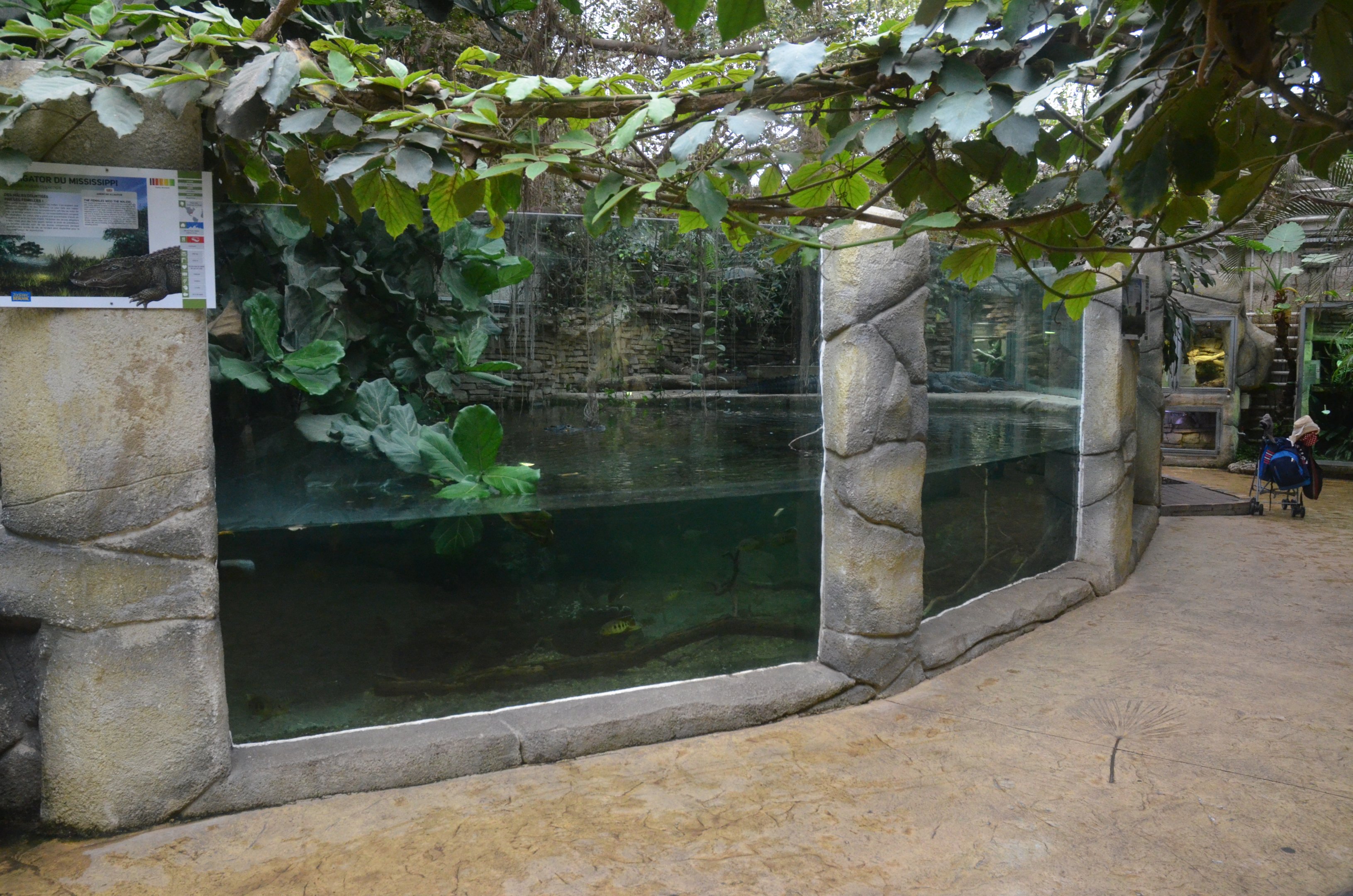 Alligator Enclosure at Beauval, 12/06/18