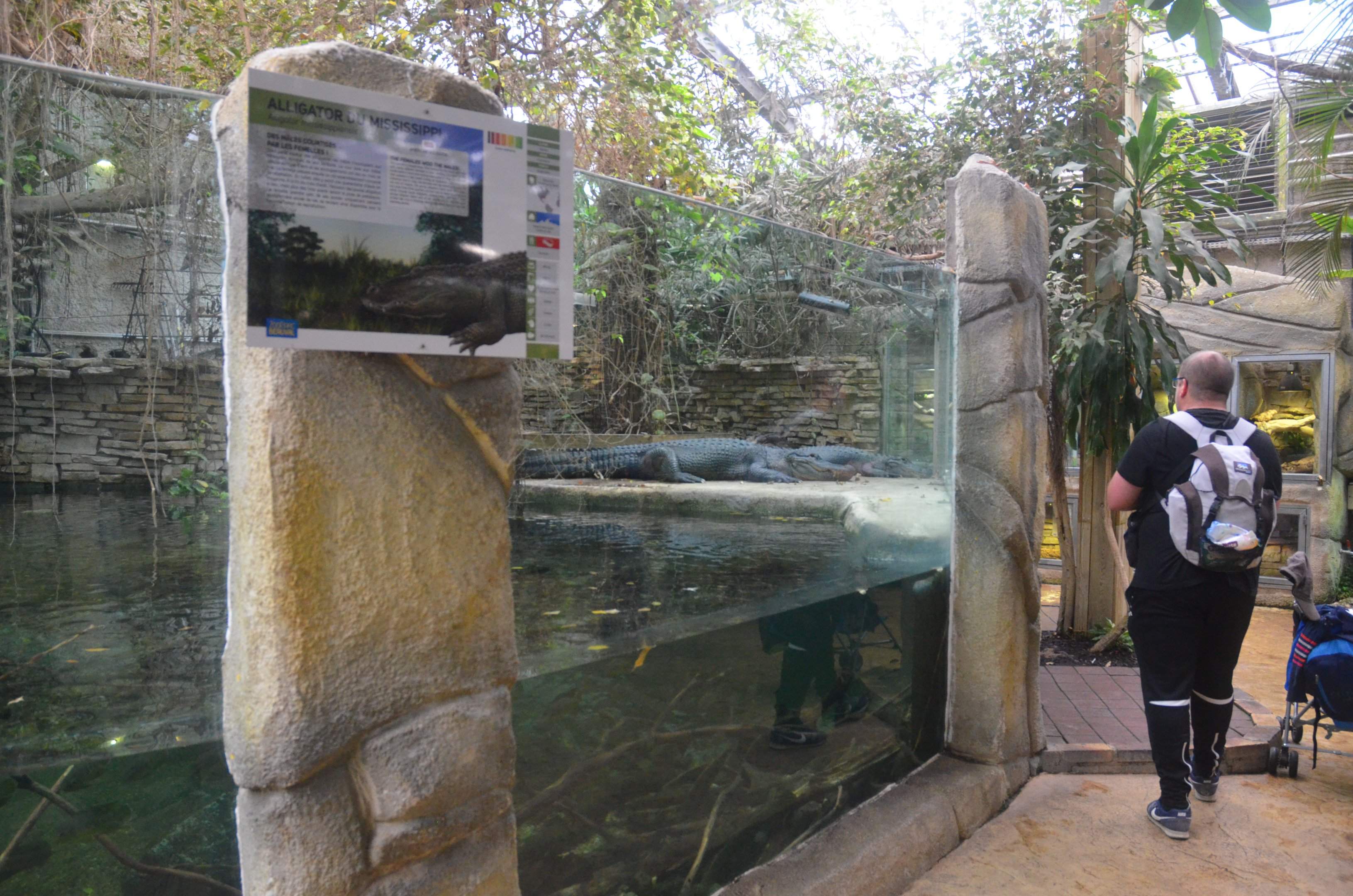 Alligator Enclosure at Beauval, 12/06/18