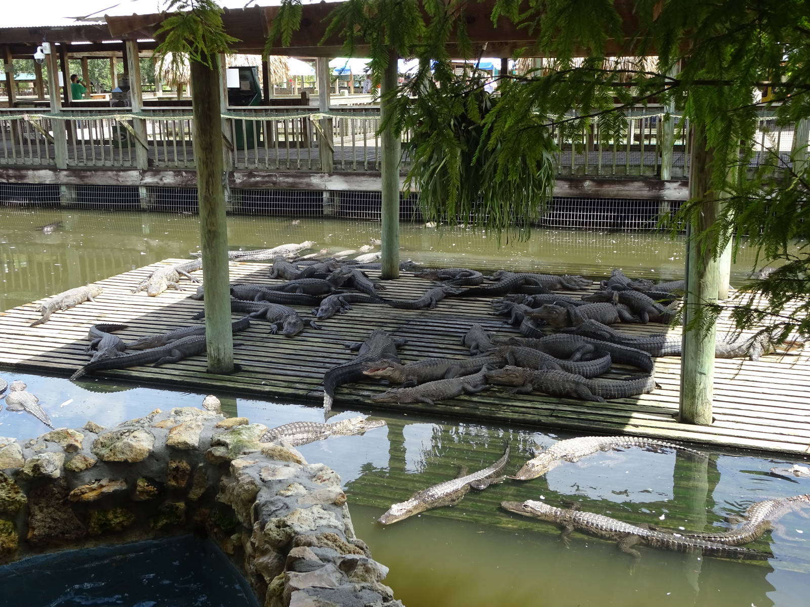 Alligator Enclosure at Gatorland