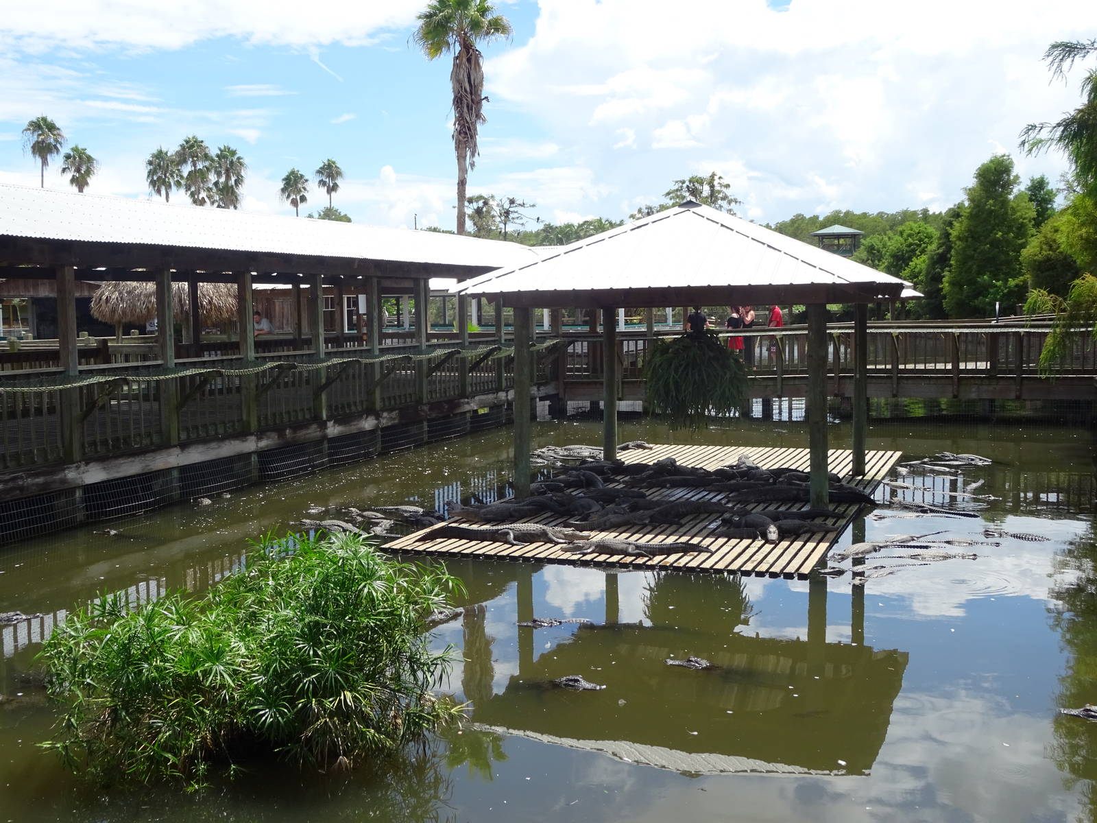 Alligator Enclosure at Gatorland