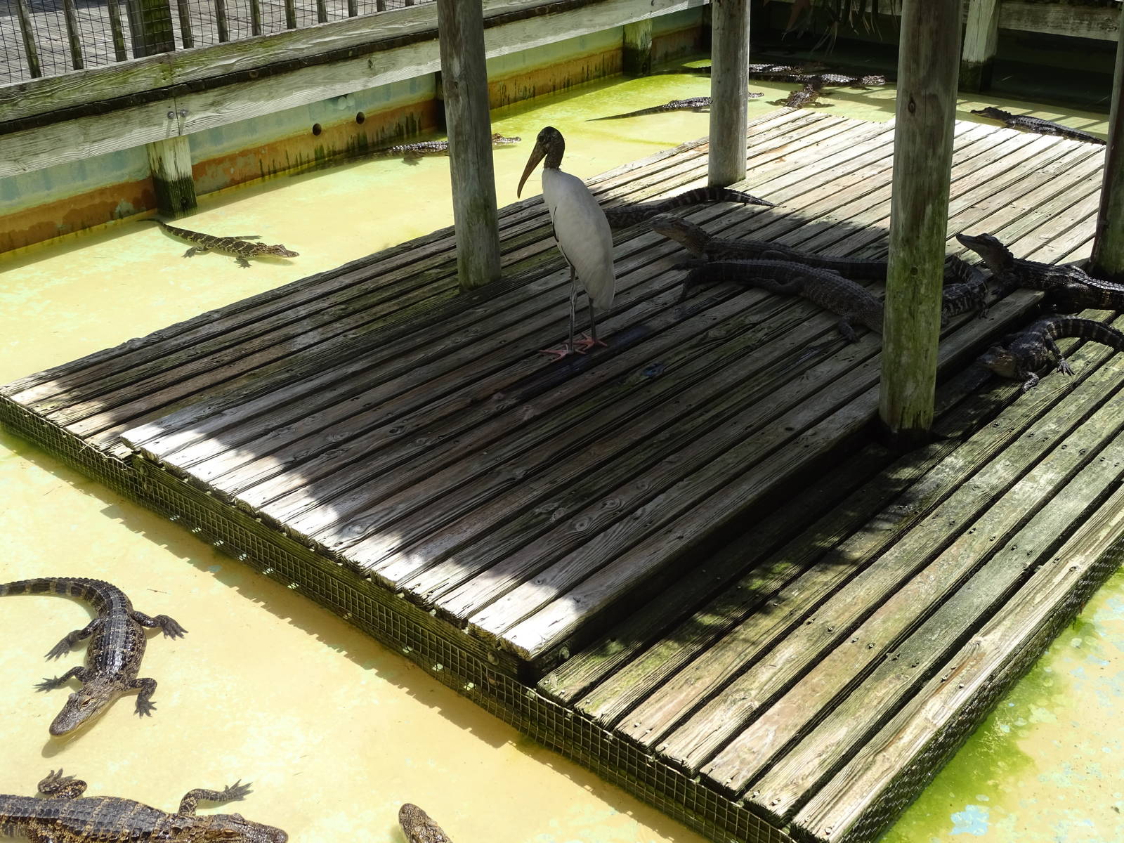 Alligator Enclosure at Gatorland