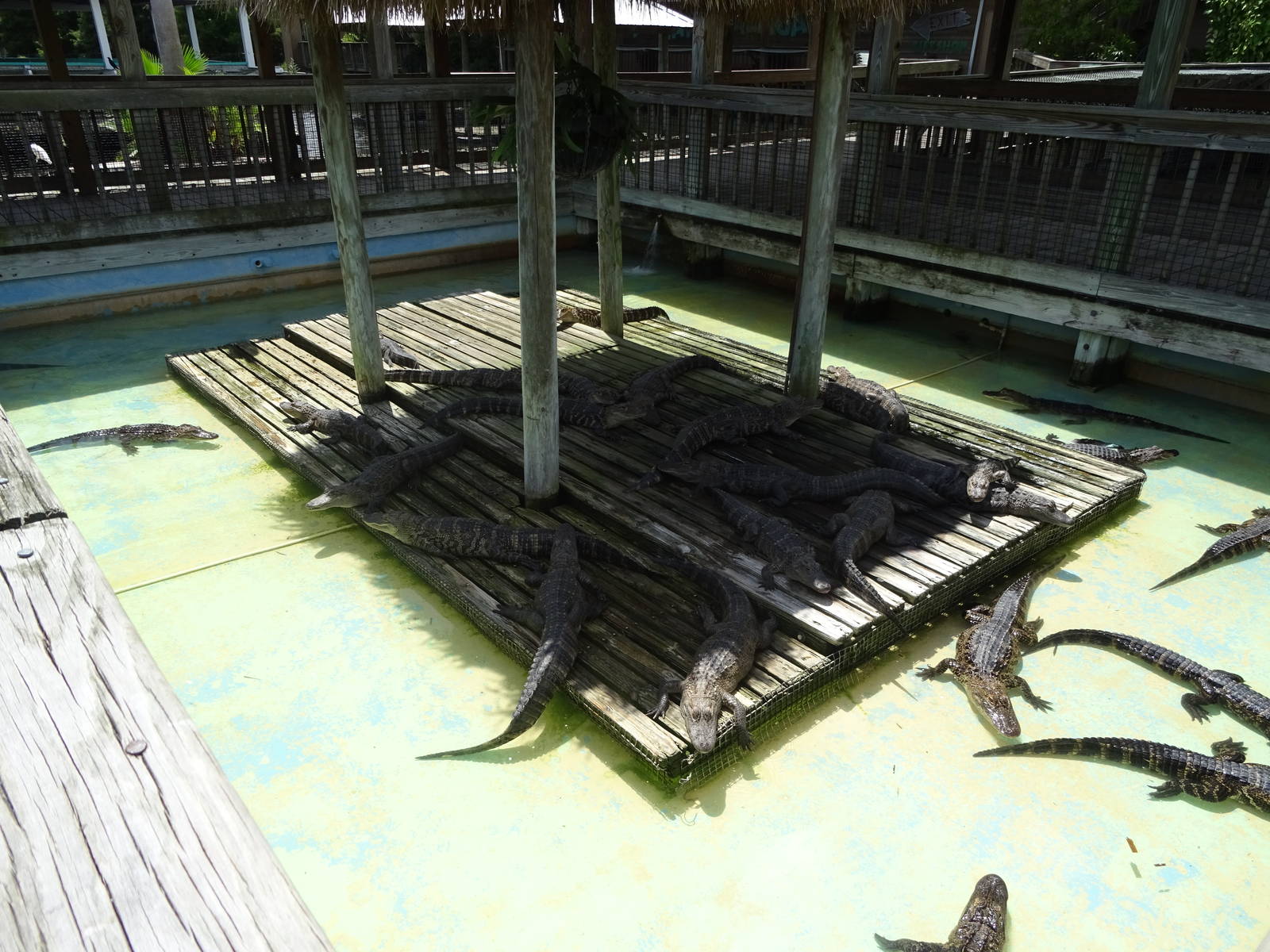 Alligator Enclosure at Gatorland