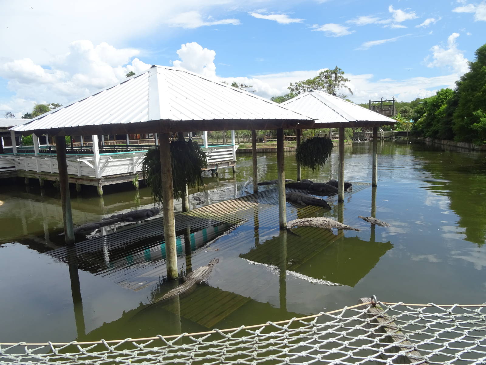 Alligator Enclosure at Gatorland