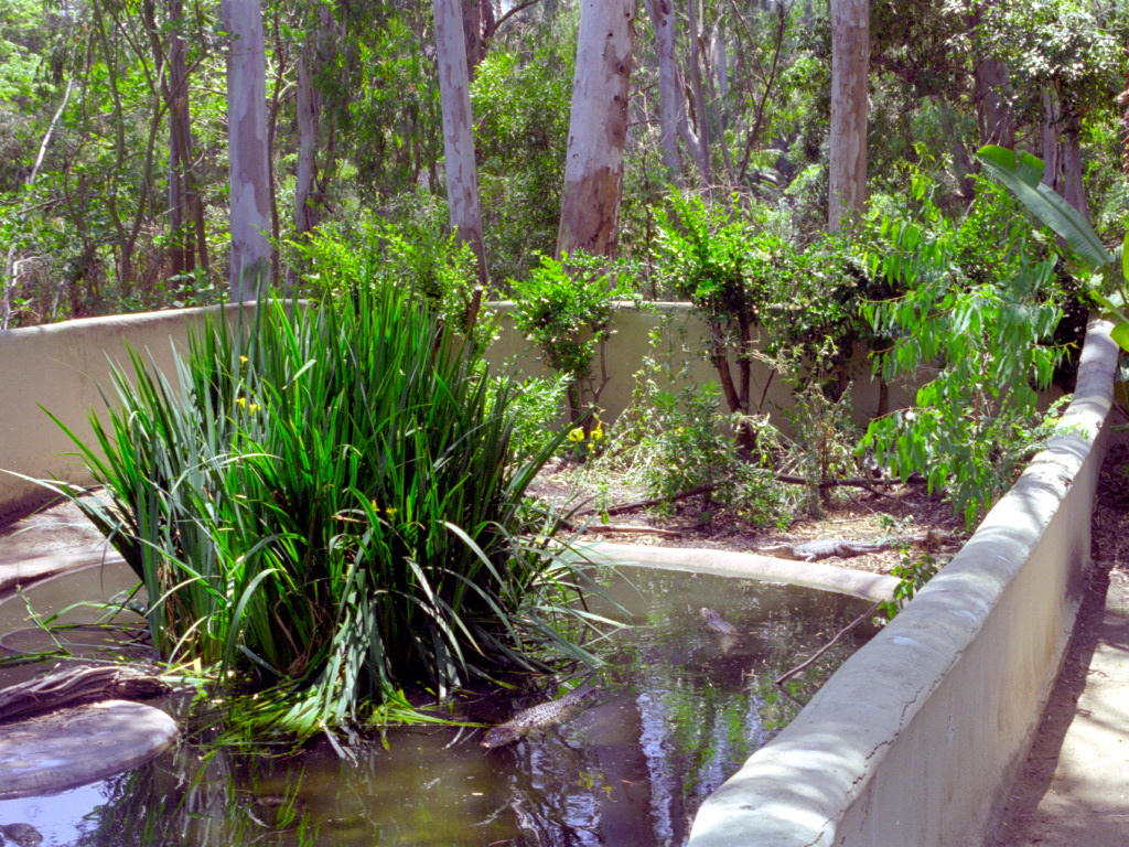 Alligator enclosure at San Diego Zoo 1998