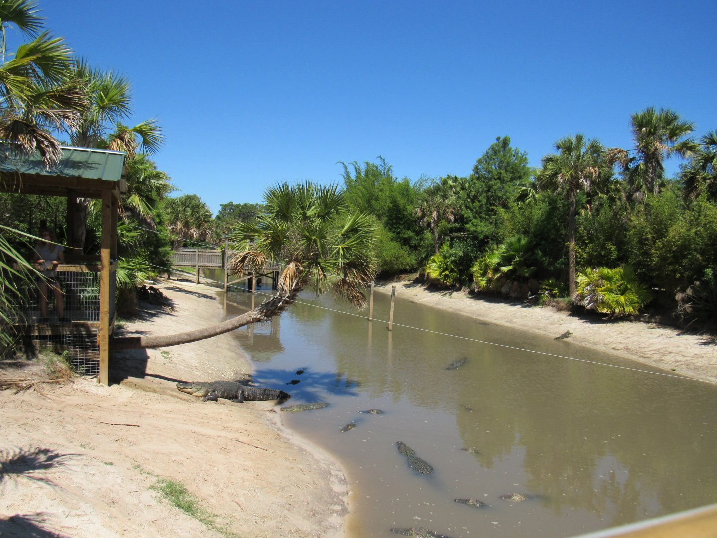 Alligator Enclosure - Wild Florida