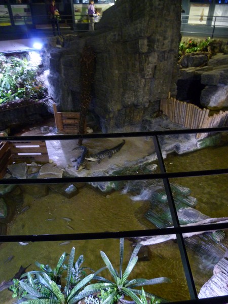 Alligator enclosure