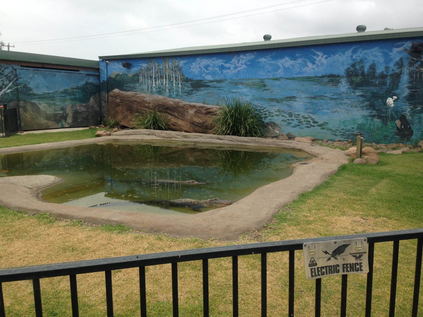 Alligator enclosure
