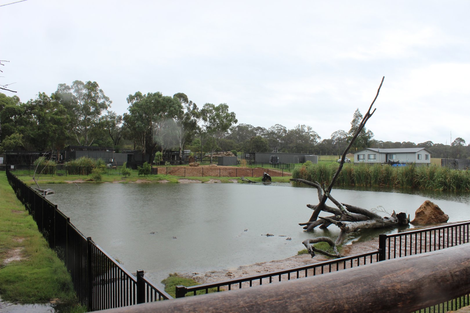 Alligator enclosure
