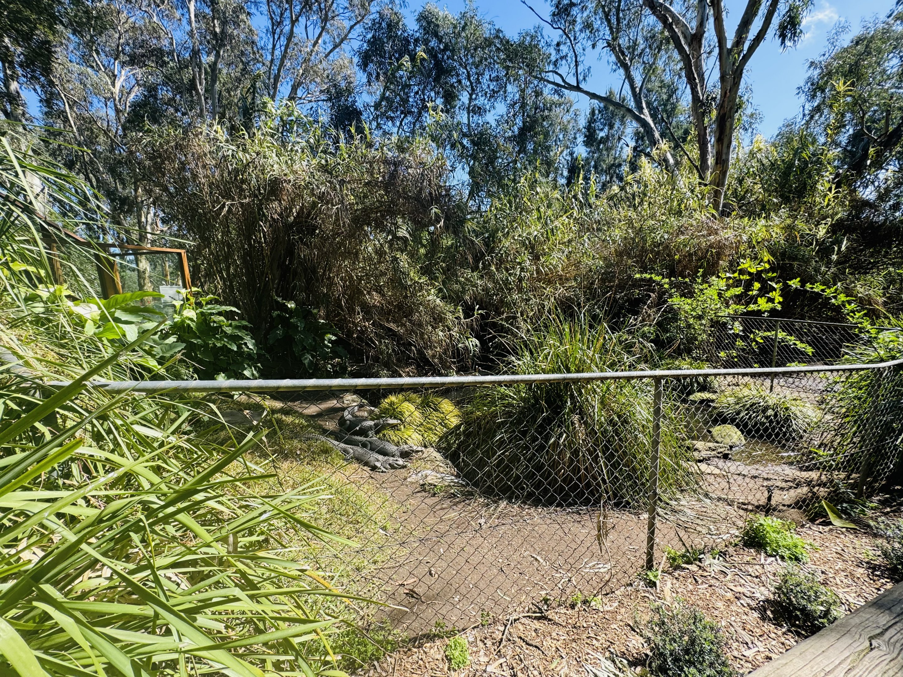 Alligator enclosure