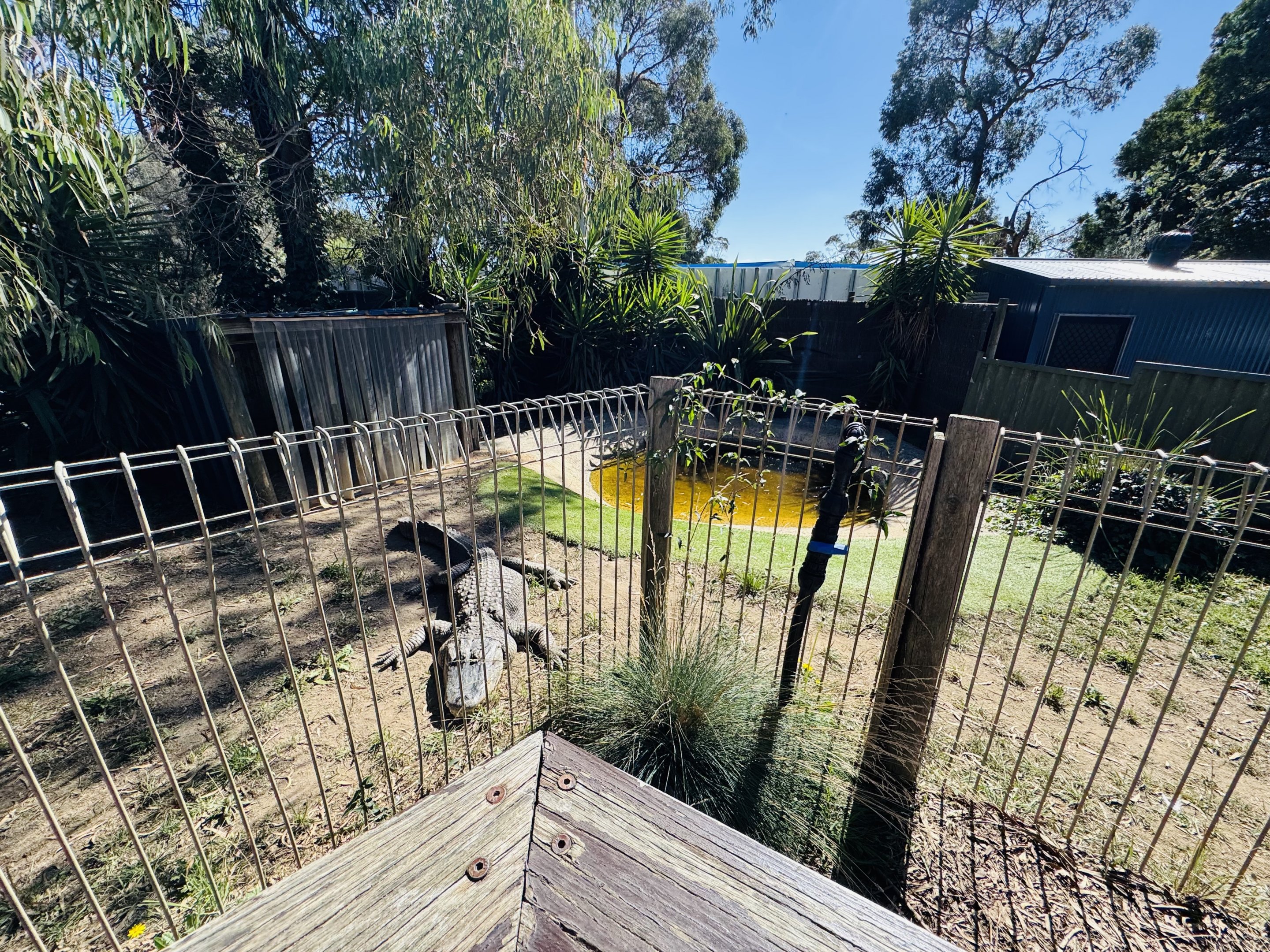 Alligator enclosure