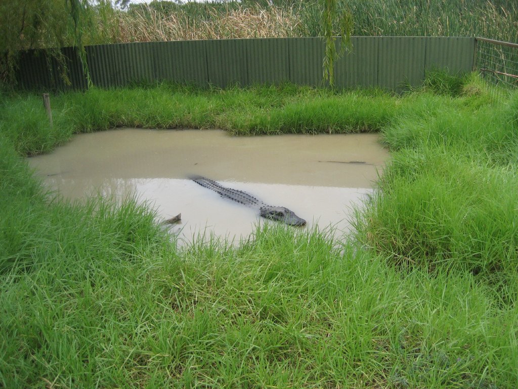 Alligator enclosure