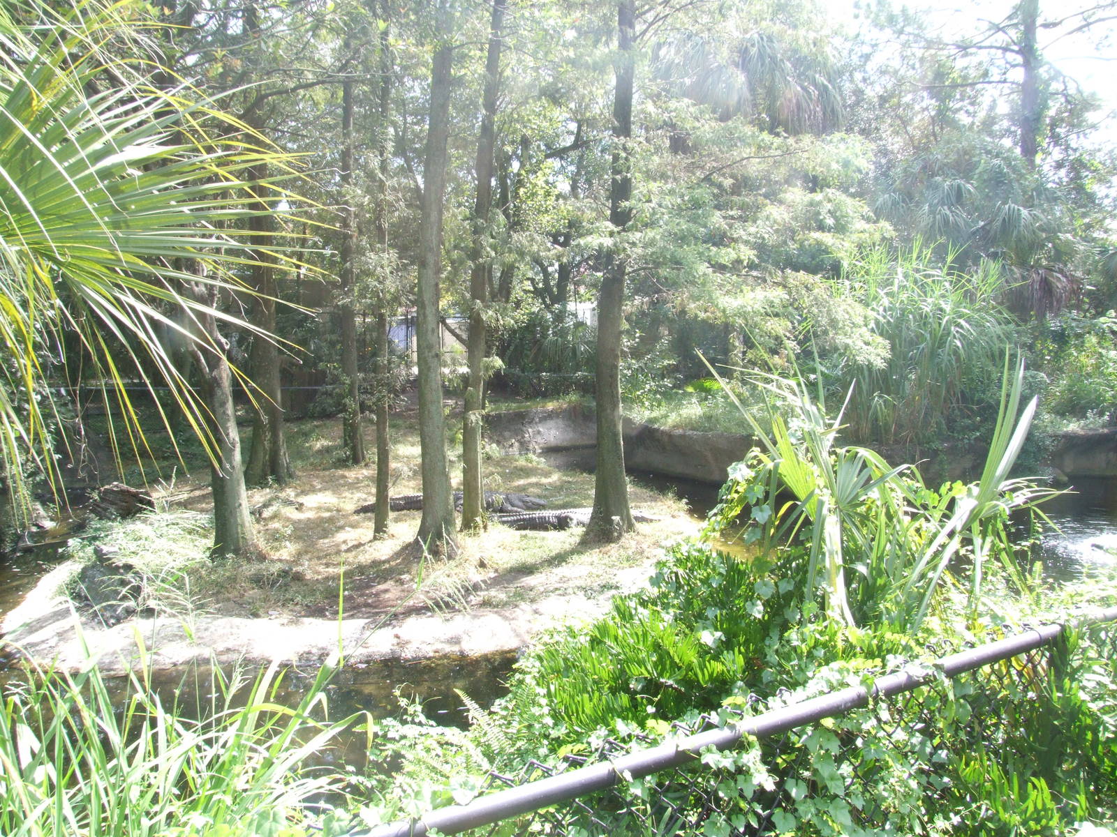 Alligator Exhibit at Lowry Park, 13/10/13