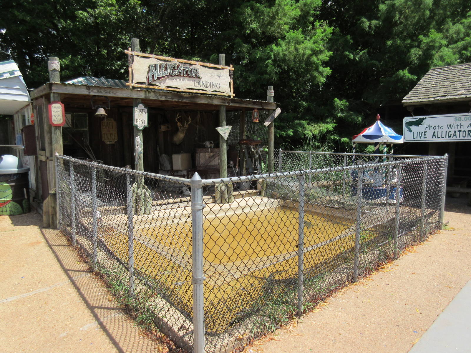 Alligator Exhibit (for juveniles)