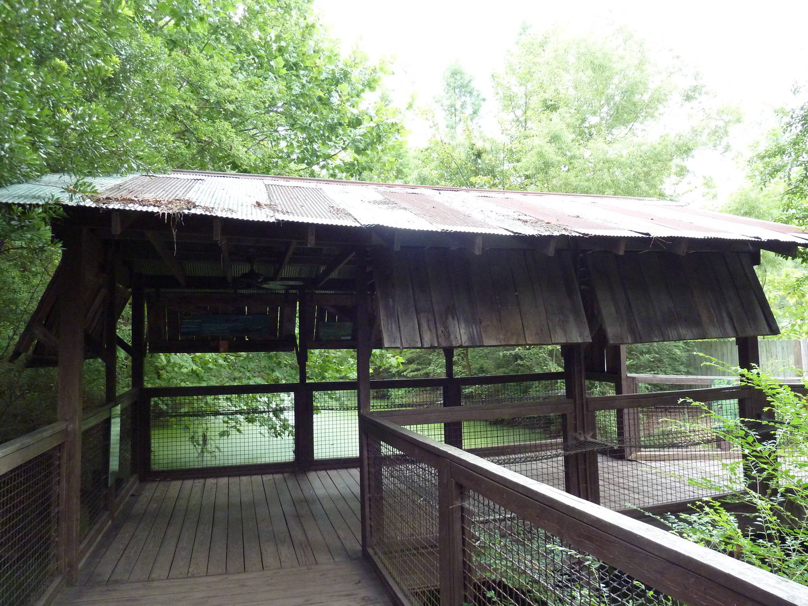 Alligator Exhibit - Viewing Deck
