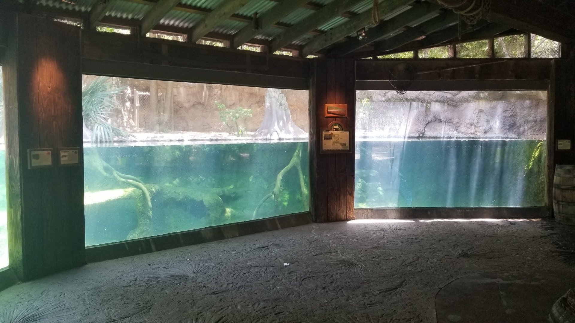 Alligator exhibit