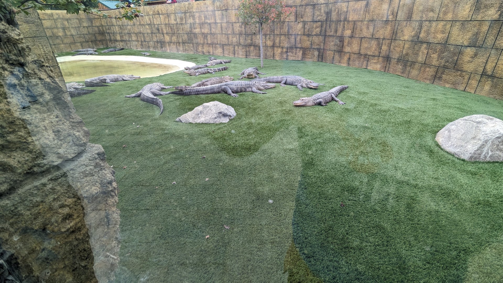 Alligator exhibit