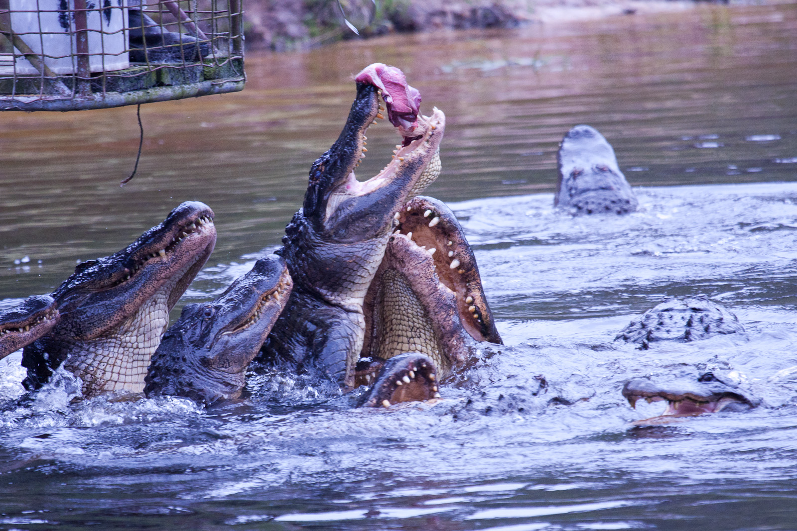 Alligator feeding, September 2011