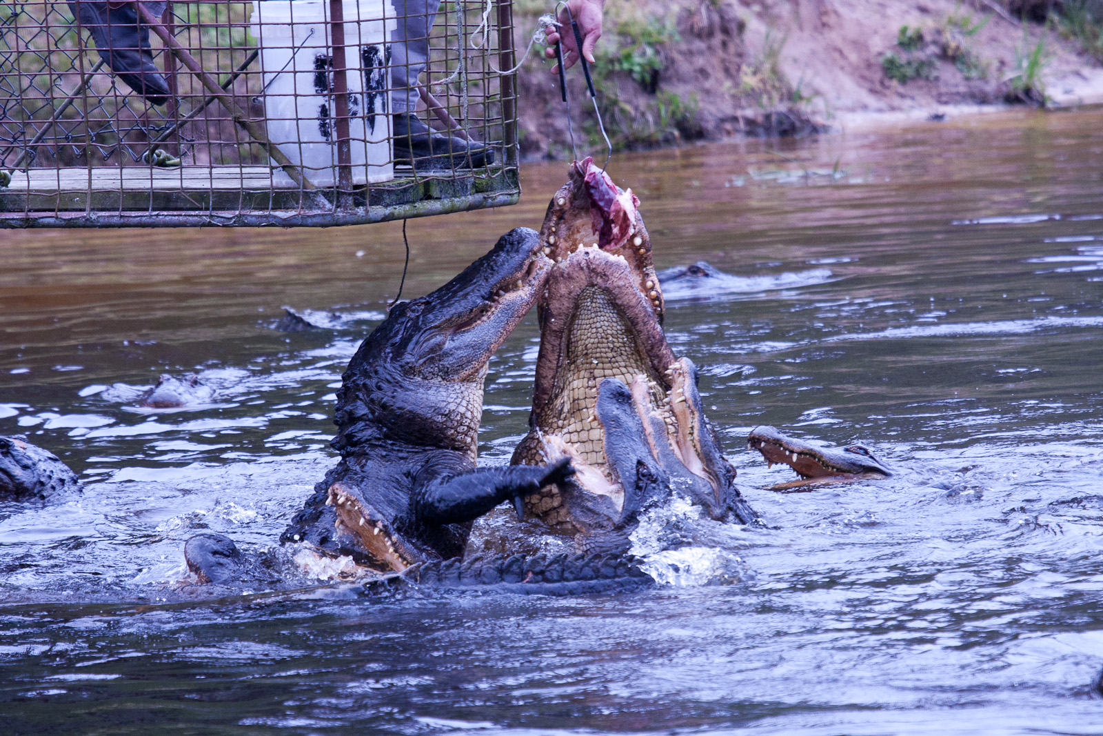Alligator feeding, September 2011