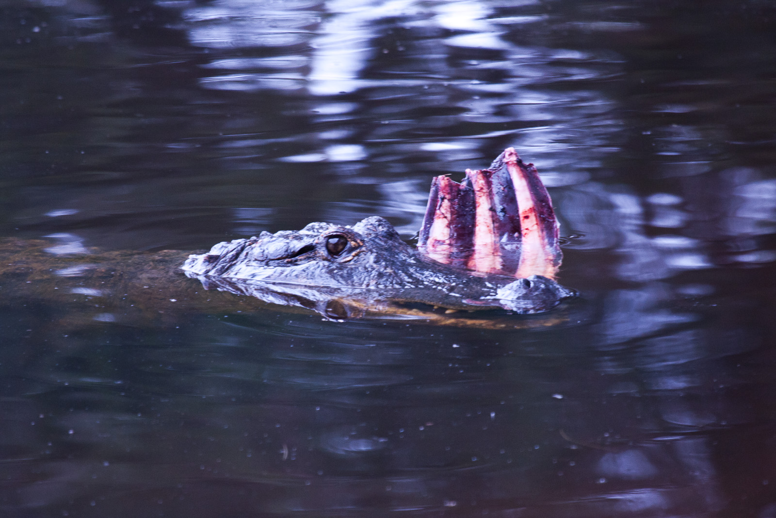Alligator feeding, September 2011