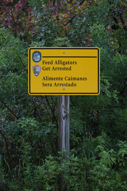 alligator feeding sign