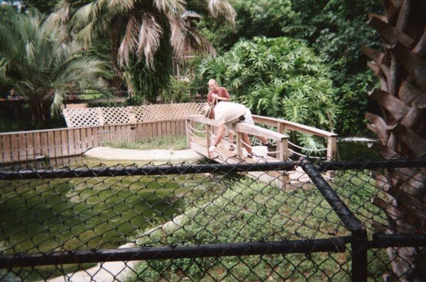 Alligator Feeding/Talk