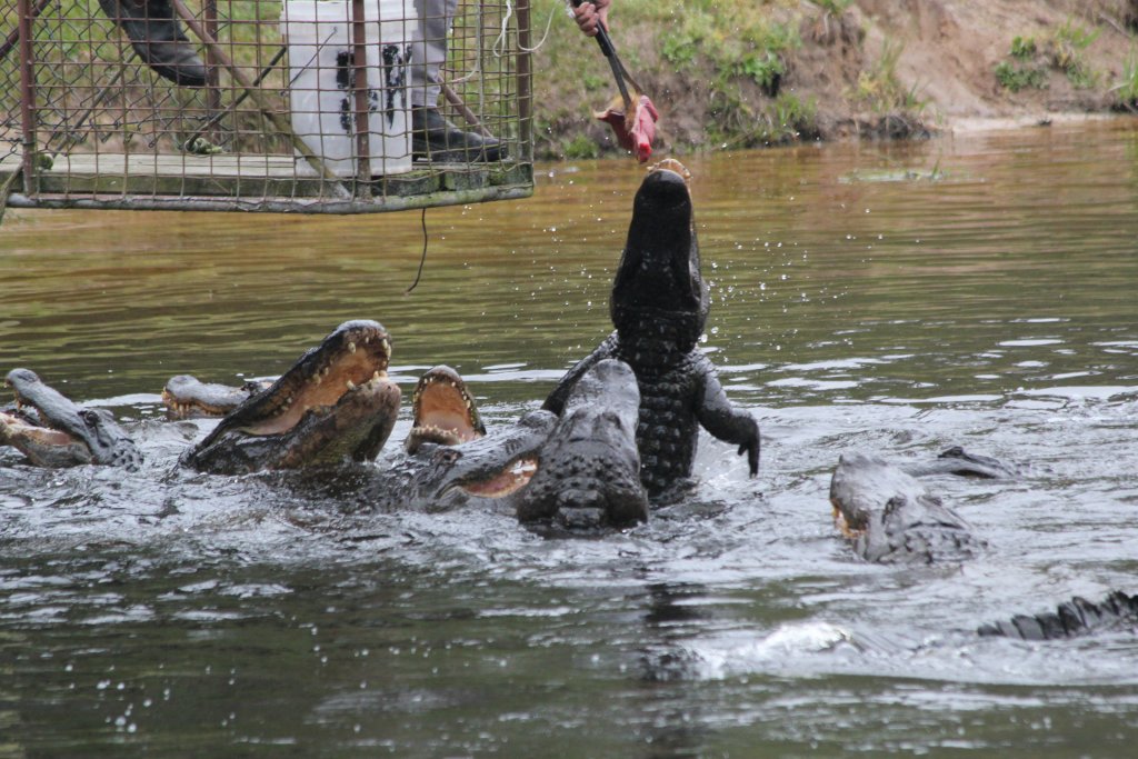 Alligator feeding