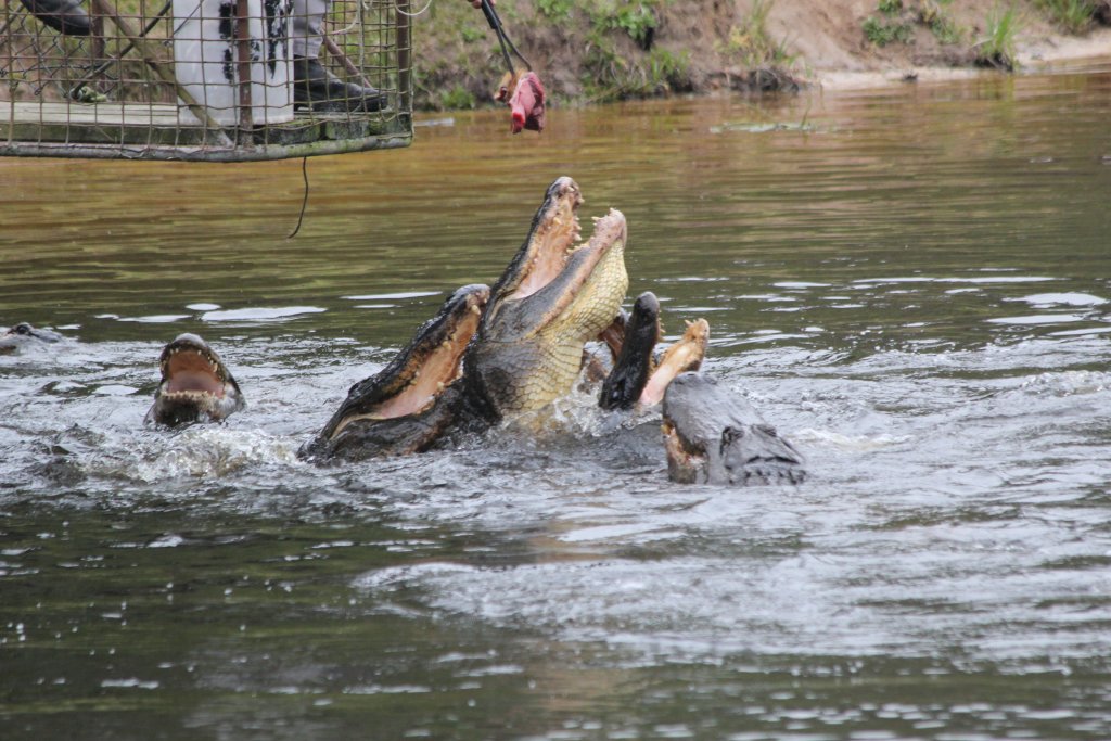 Alligator feeding