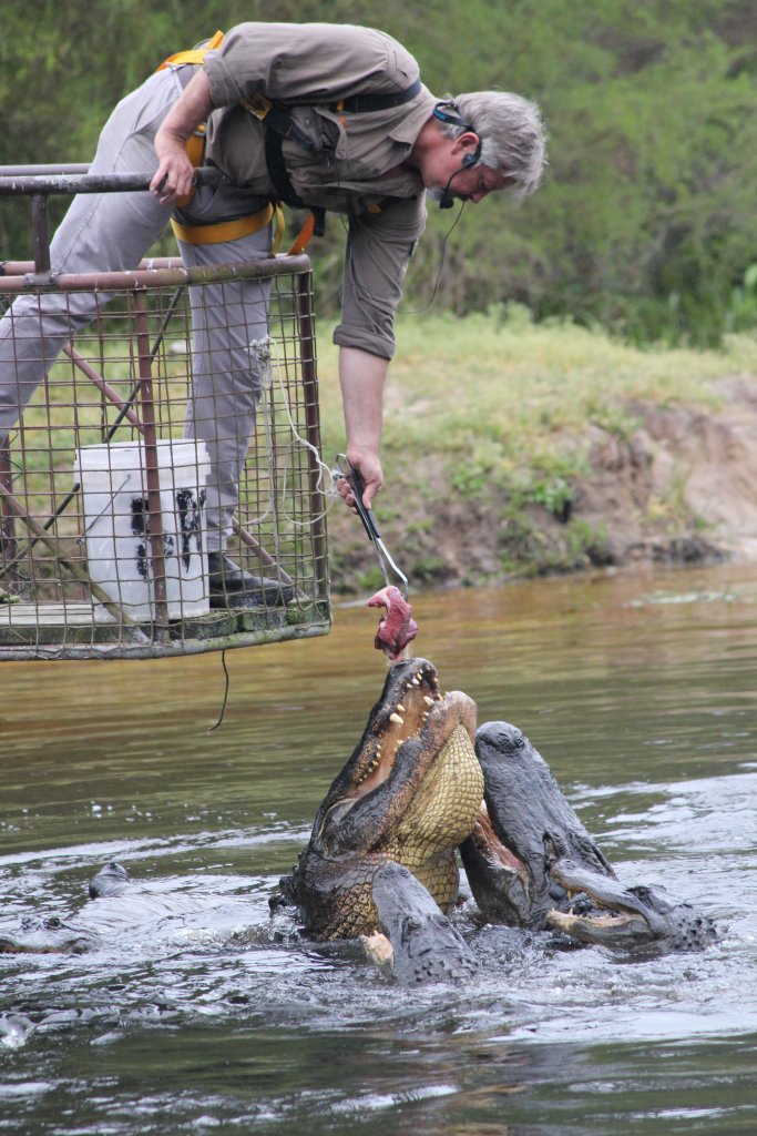 Alligator feeding