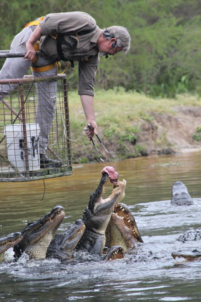 Alligator feeding