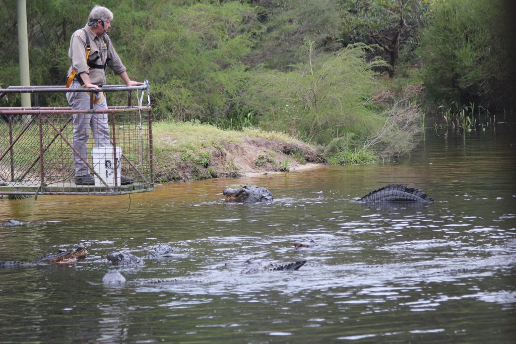 Alligator feeding