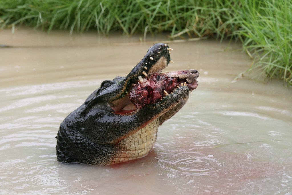 Alligator feeding