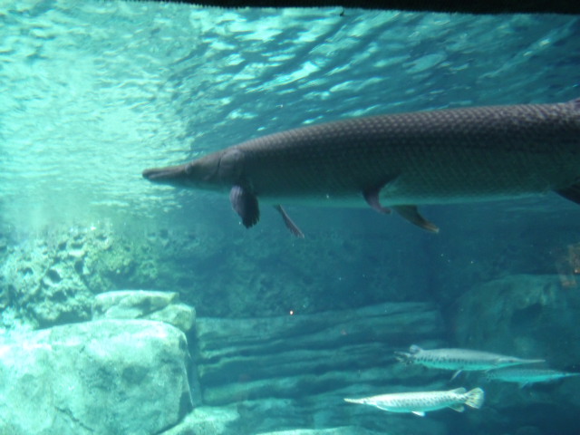 Alligator Gar and Longnose Gar