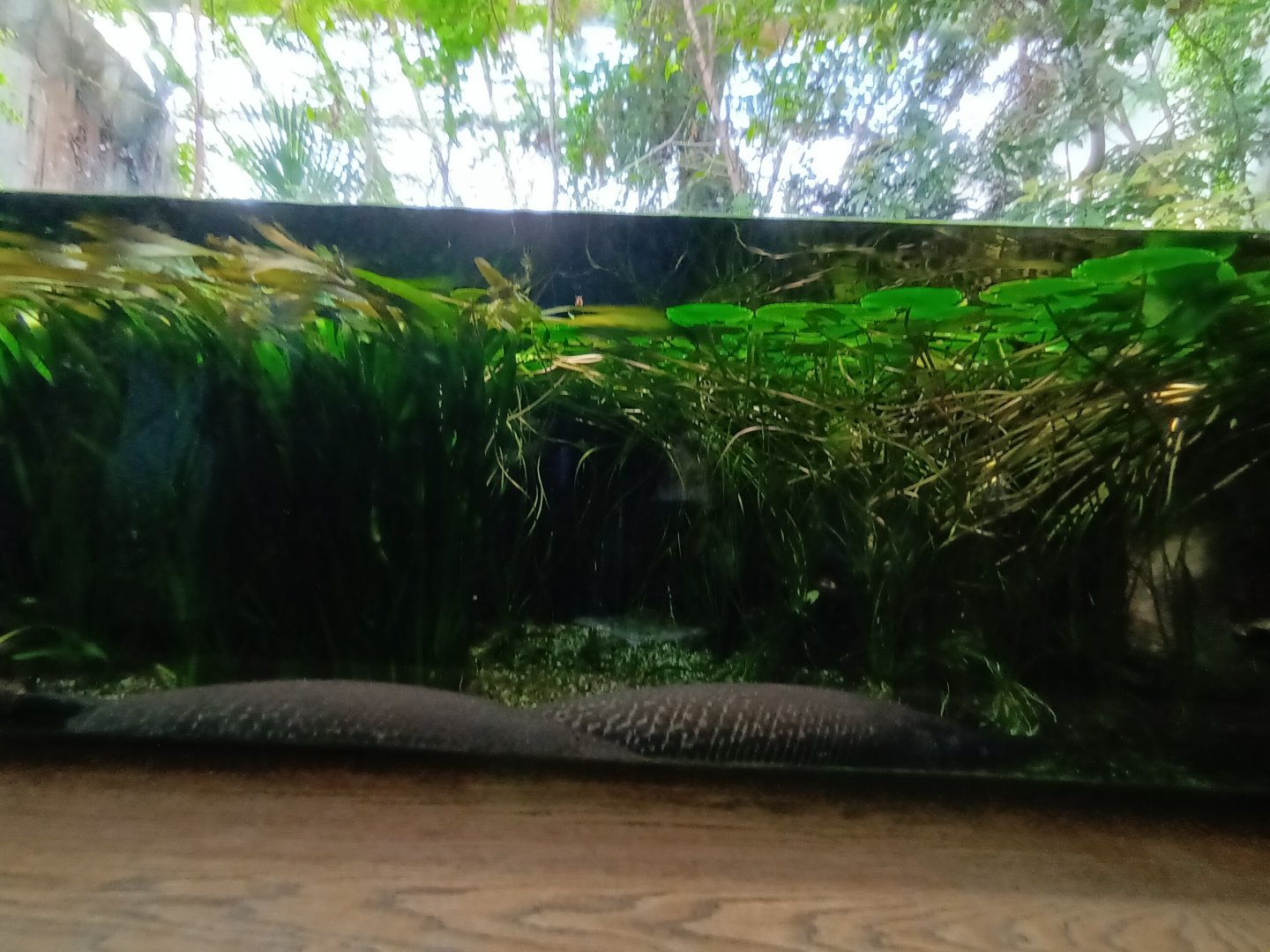 Alligator Gar and Northern Cardinal Enclosure