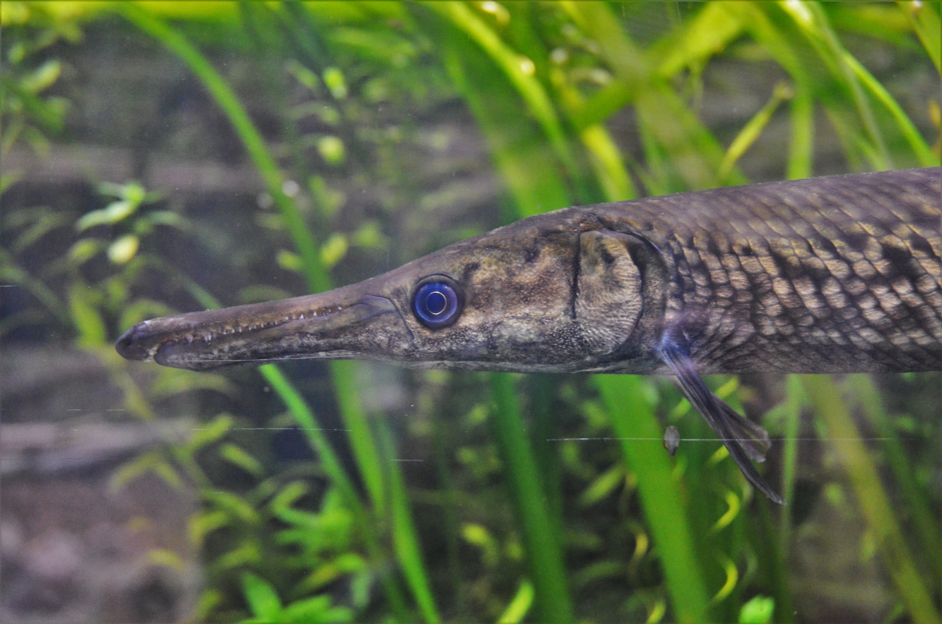 Alligator Gar at CERZA, 10/06/18