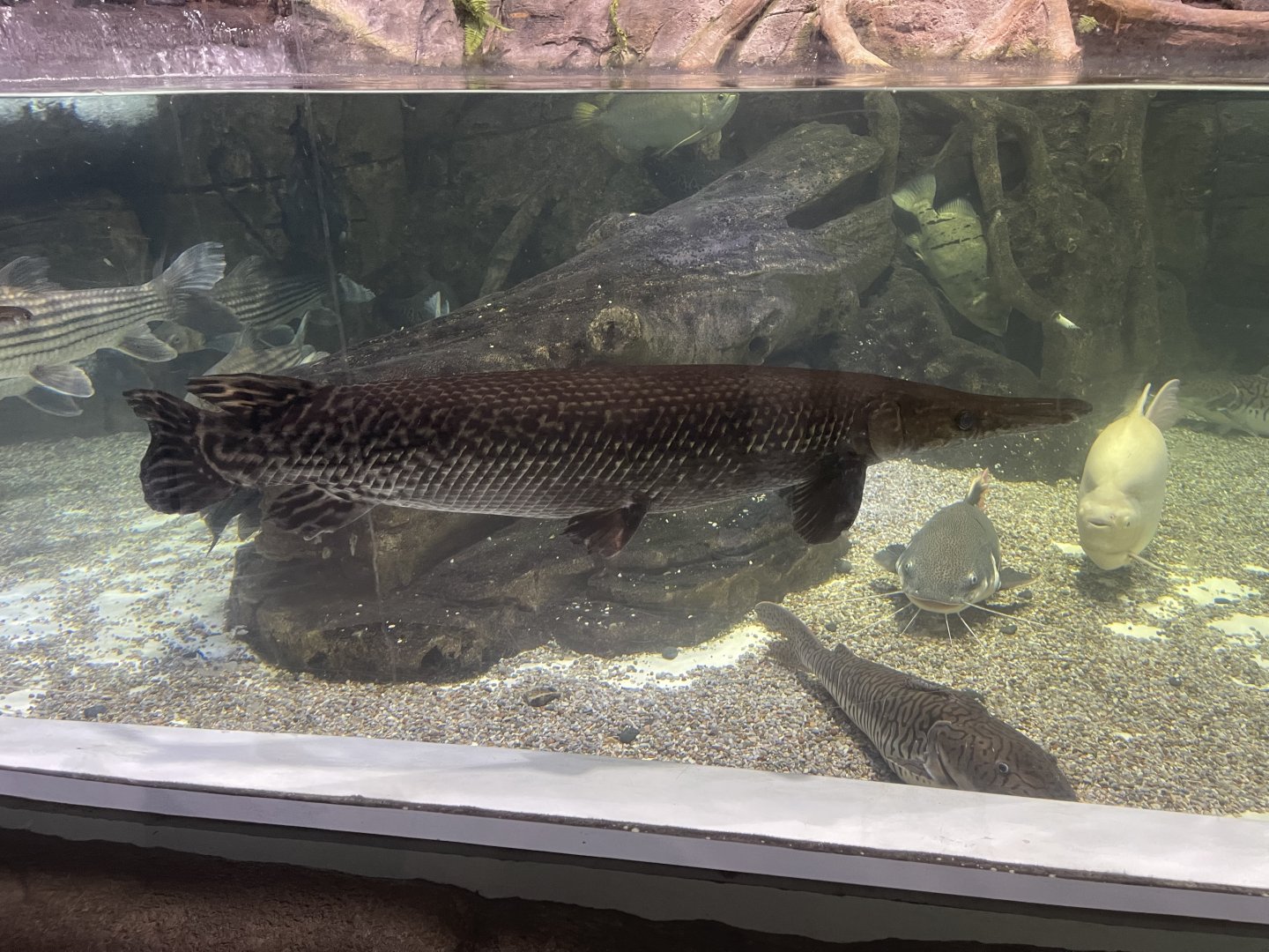 alligator gar (atractosteus spatula) (1)