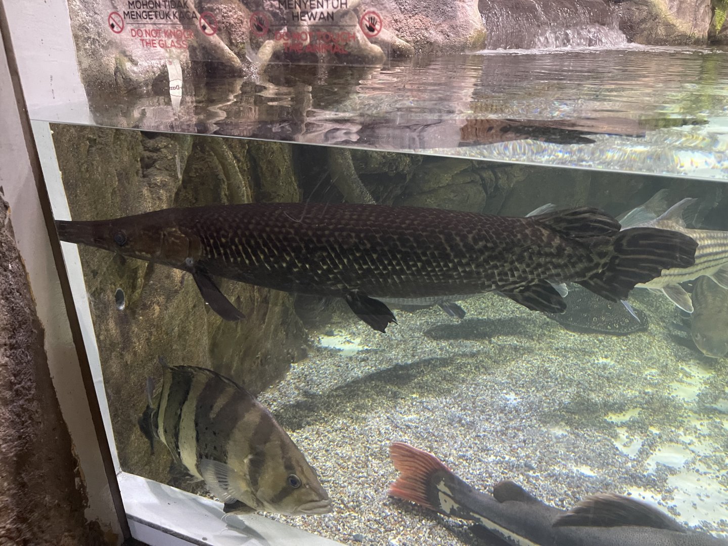 alligator gar (atractosteus spatula) (2)