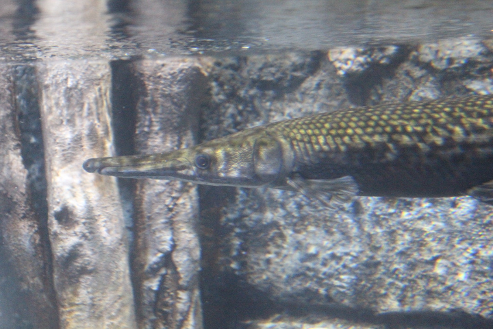 Alligator gar (Atractosteus spatula) - BXSea