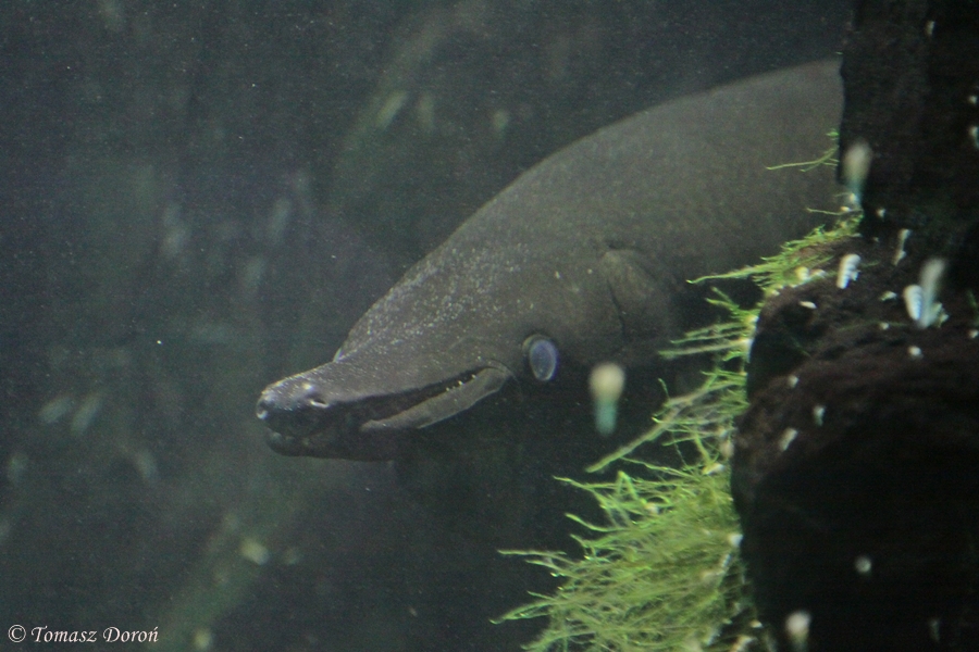 Alligator Gar (Atractosteus spatula / Lepisosteus spatula)