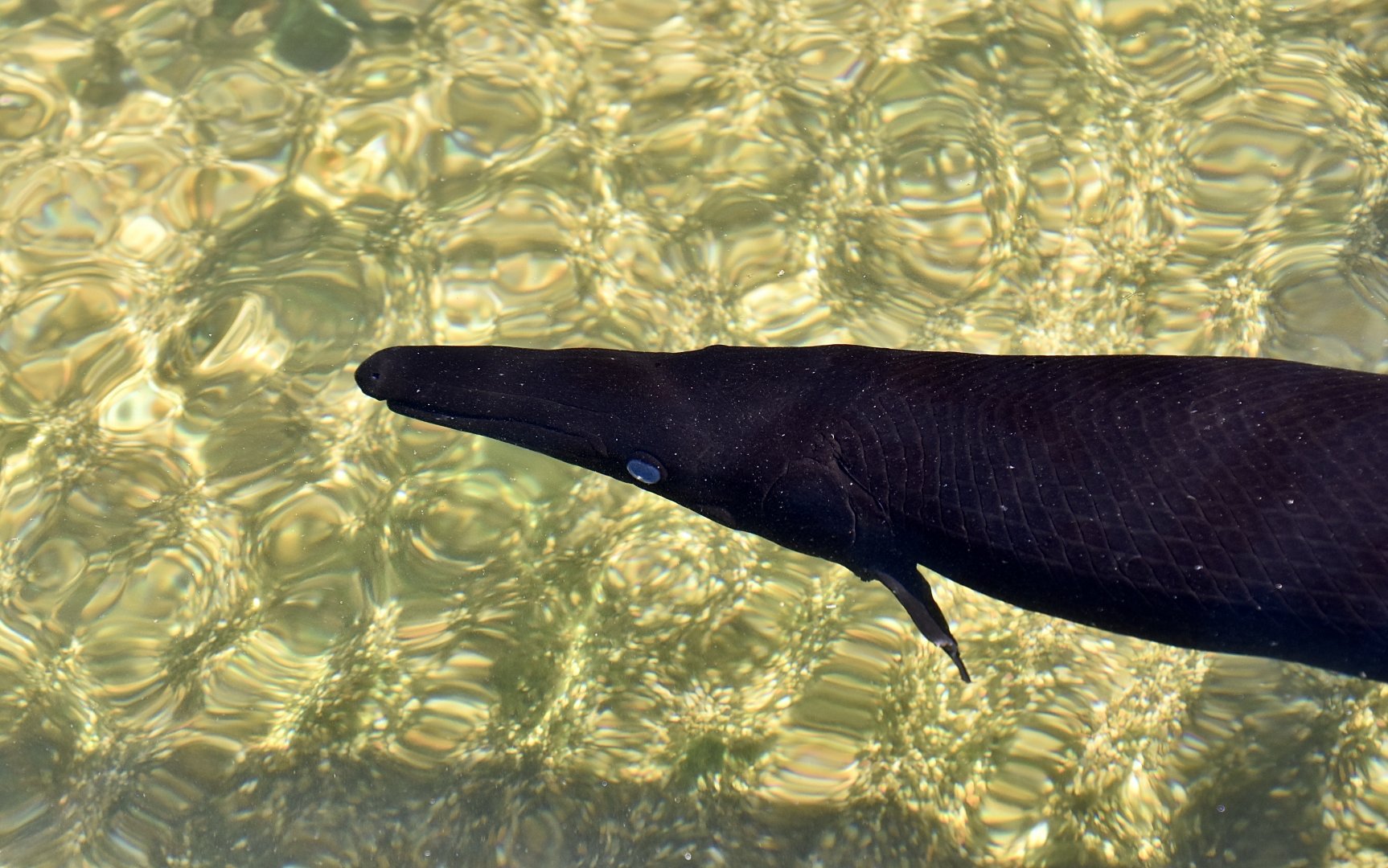 Alligator Gar (Atractosteus spatula) - melanistic