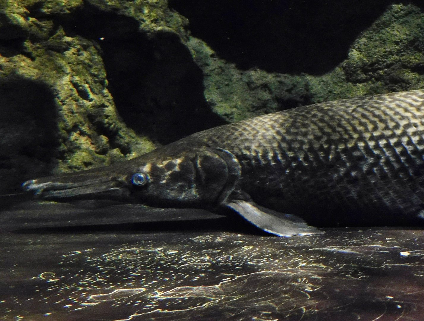 Alligator Gar (Atractosteus spatula) October 26, 2025