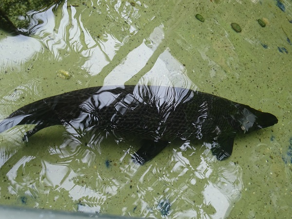 Alligator gar (Atractosteus spatula)