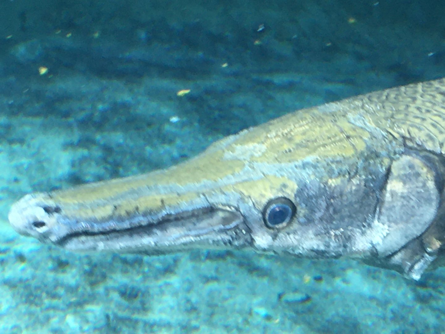 Alligator Gar (Atractosteus spatula)