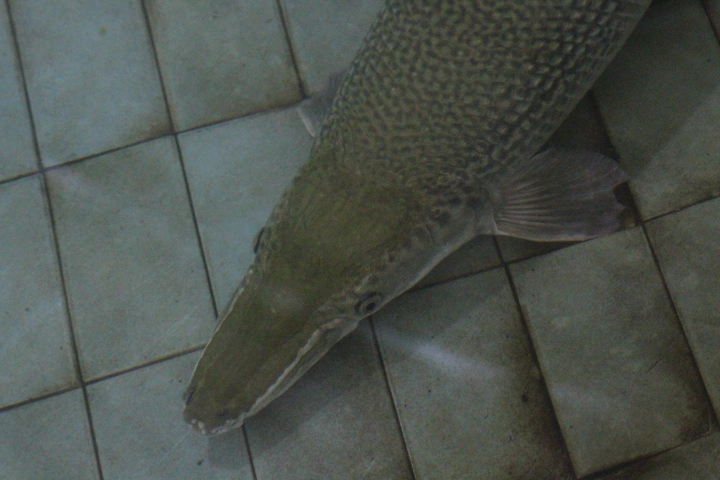 Alligator gar (Atractosteus spatula)