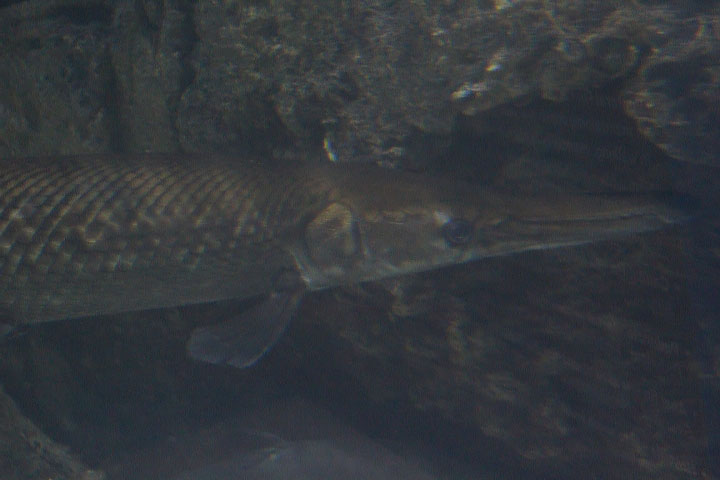 Alligator gar (Atractosteus spatula)