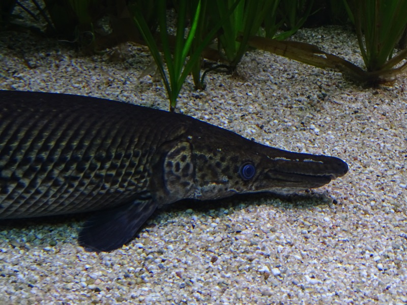 Alligator gar (Atractosteus spatula)